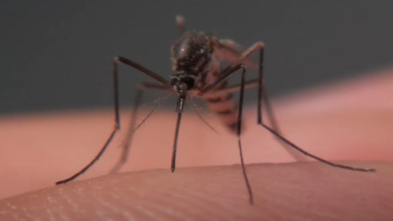 Dengue Fever (Part 1)