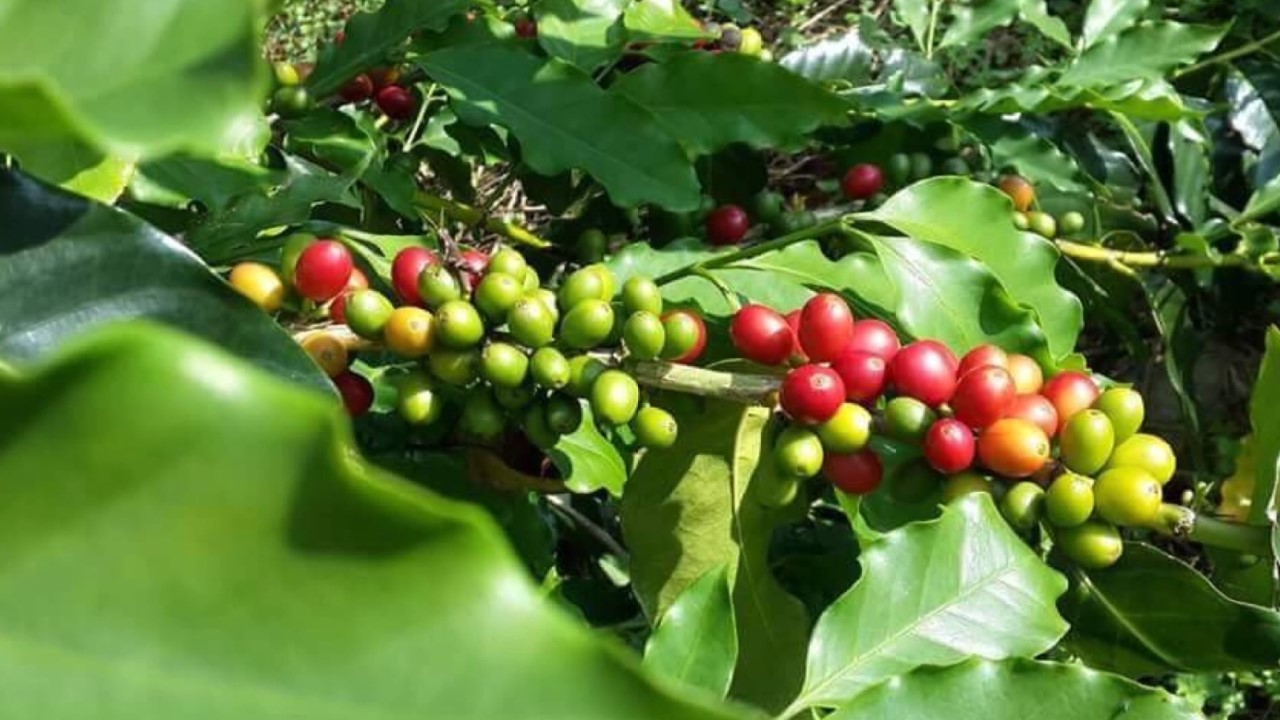 Promoting Wild Vegetables in Taiwan (Part 1)