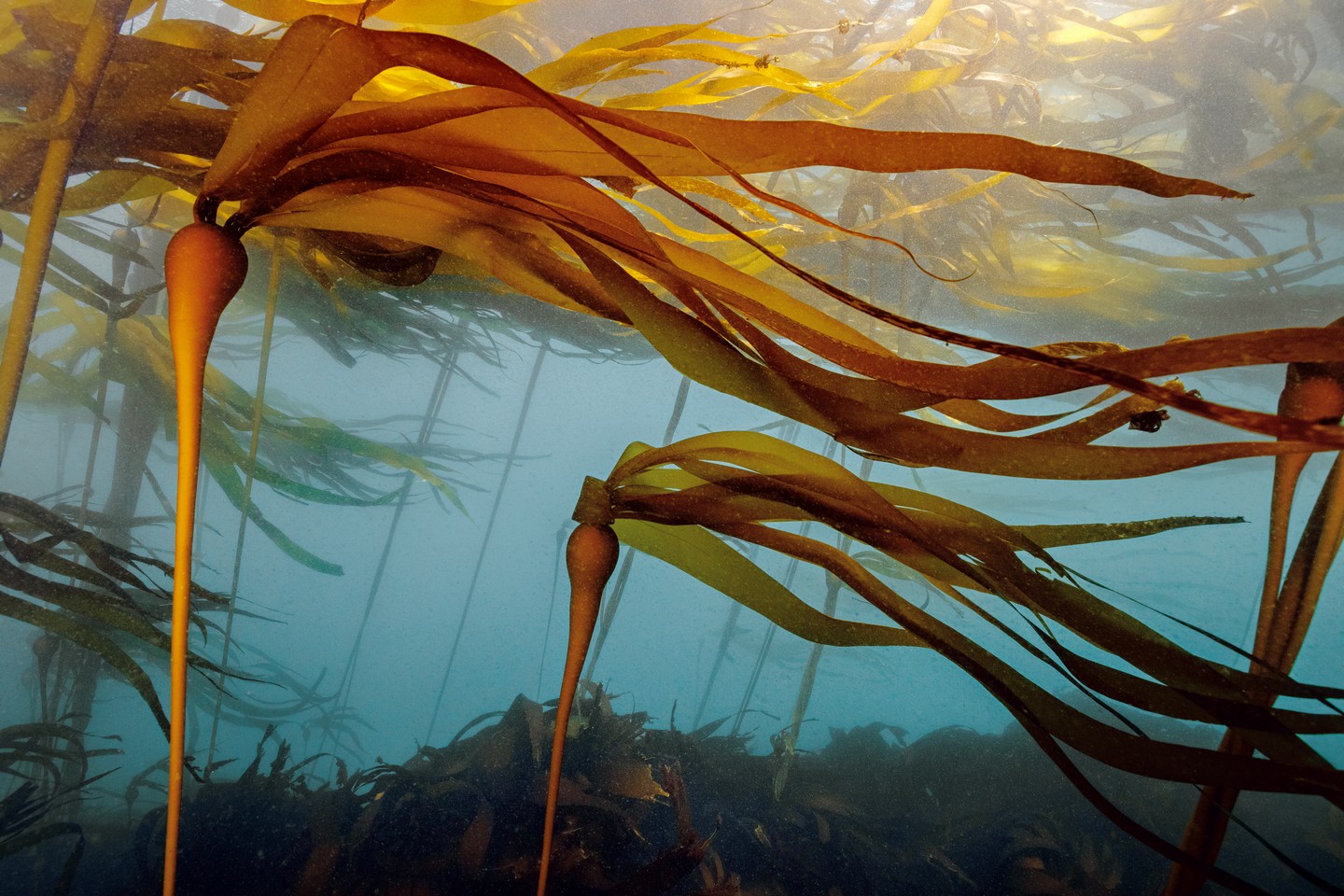 Losing the World's Kelp