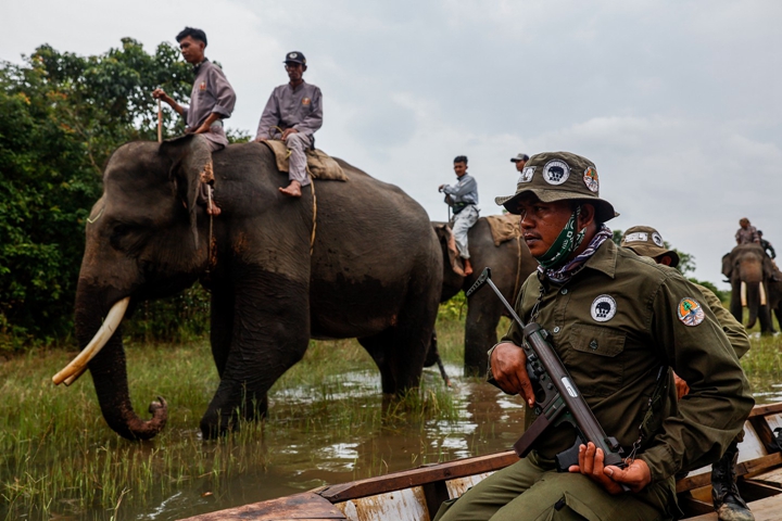 Protecting the Endangered Sumatran Elephant