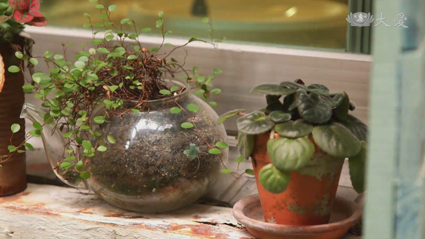 Aromatic Plants to Ward Off the New Coronavirus