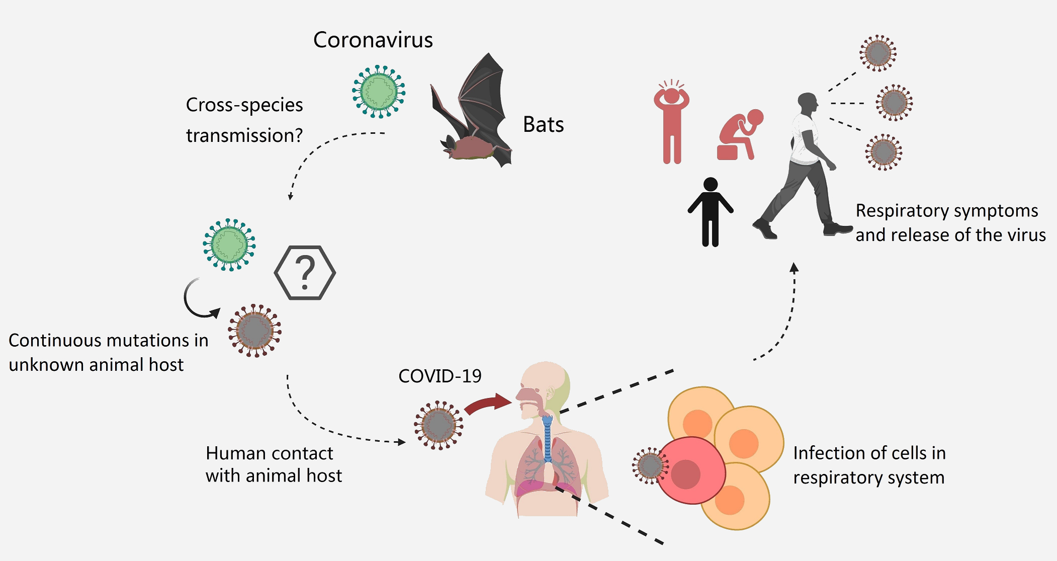 A Look at the New Coronavirus