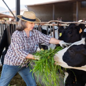 Dairy Cattle BreederDairy Cattle Breeder