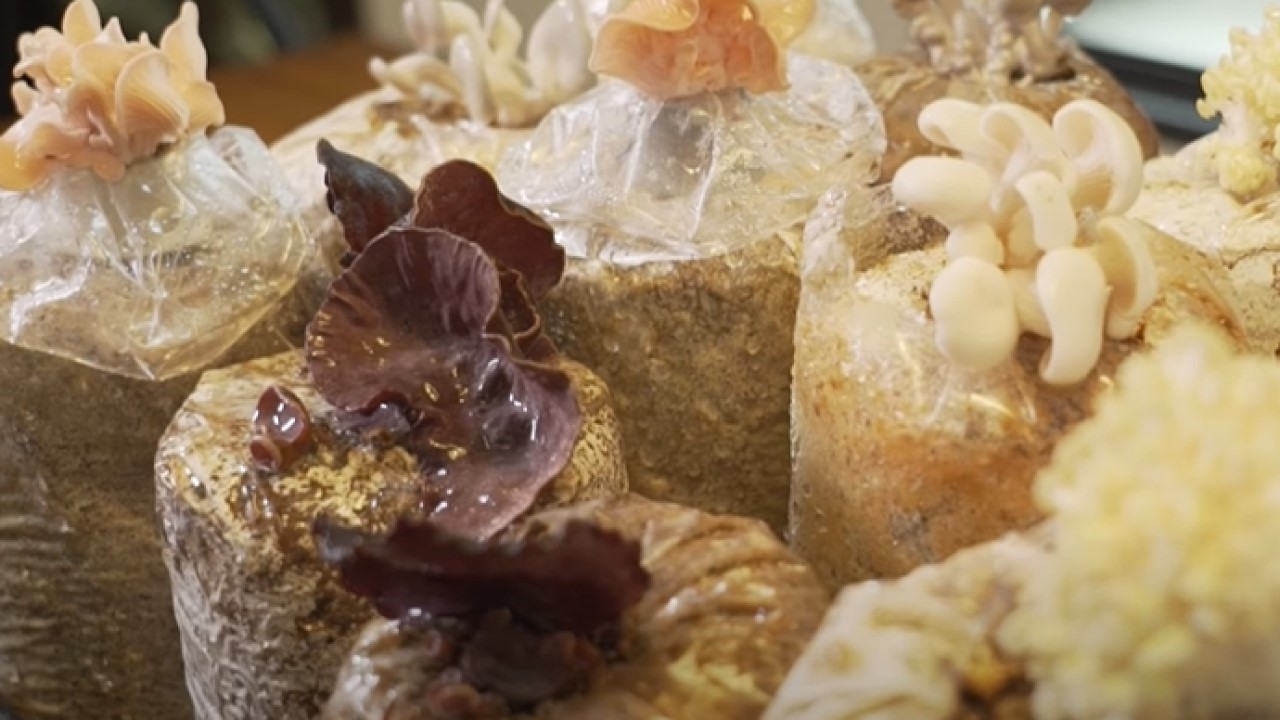 Growing Mushrooms at Home