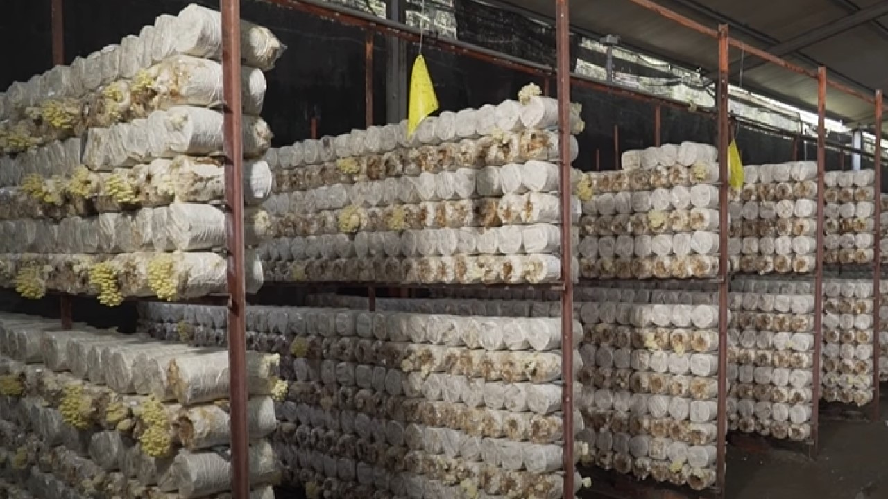 Growing Mushrooms in Bags