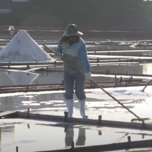 Salt Worker Salt Worker