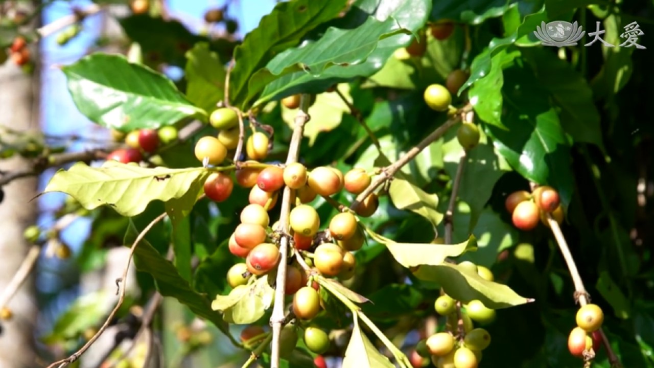 Major Wen's Organic Coffee
