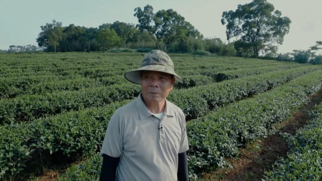 The Tea Grower