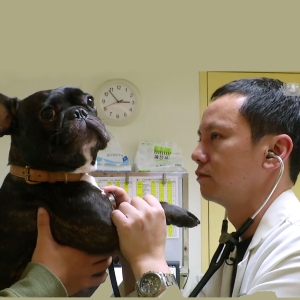 Veterinarian Veterinarian Veterinarian
