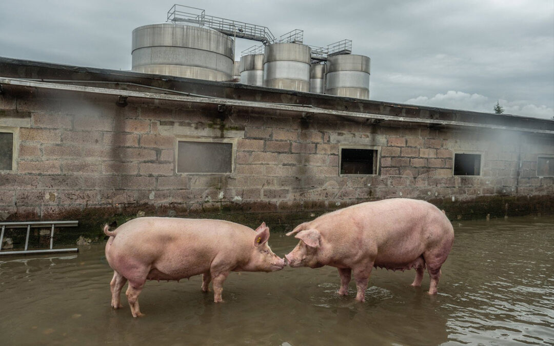 Pigs that survived severe flooding at a factory farm stand in contaminated water. Extreme weather, worsened by years of drought, caused nearby rivers to overflow. Factory farms amplify environmental risks, turning floods into biological hazards.