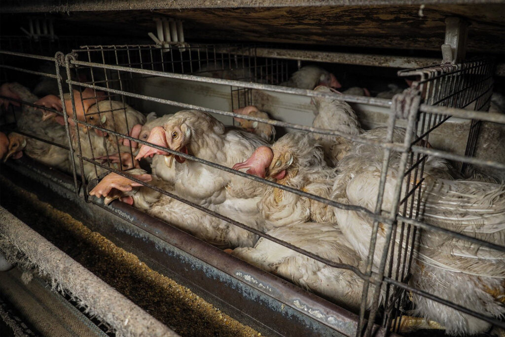 Egg-laying hens crammed into cages on an intensive farm, barely able to move. The overcrowded and unsanitary conditions define the brutal reality of industrial egg production.