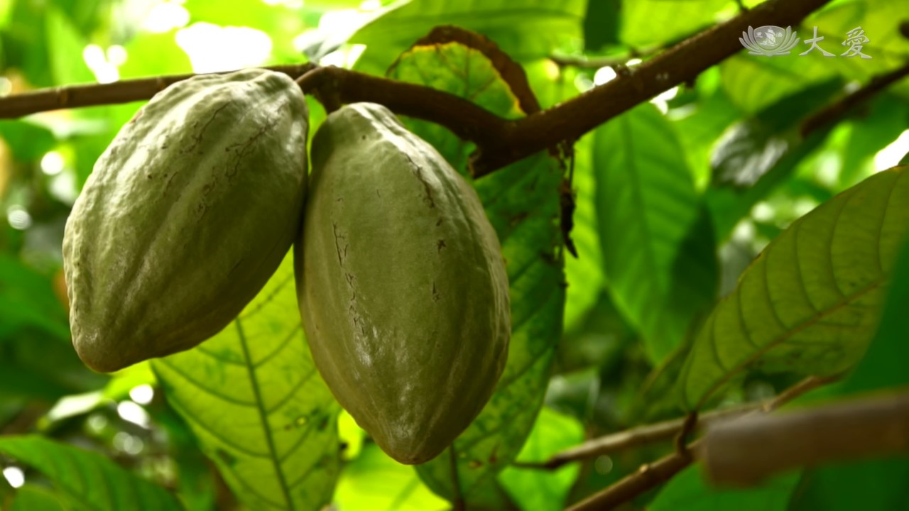 Growing Cacao Under Betel Nut Trees