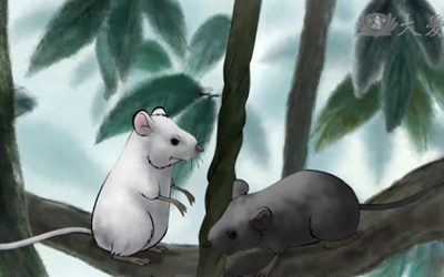 The Black Rat and the White Rat